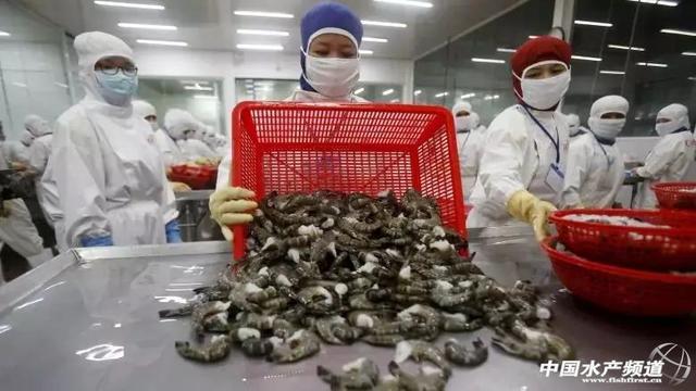 加拿大零售蝦產品驚現“超級細菌”，加工廠感染疑為源頭