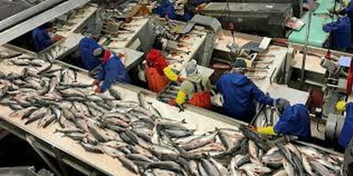 阿拉斯加海鮮加工廠疫情暴發 96名員工確診新冠肺炎，海產品加工安全引關注